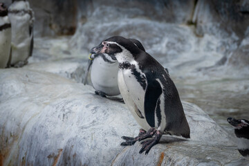 Humboldt Penguins Resting on Rocks at Zoo