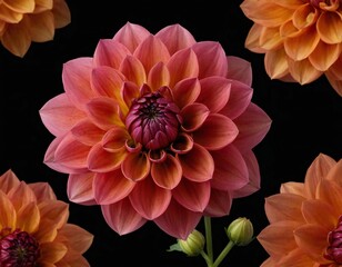 dahlia flower macro