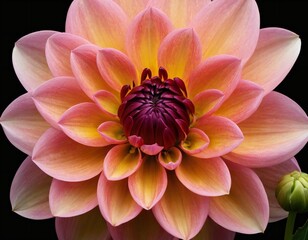 dahlia flower macro