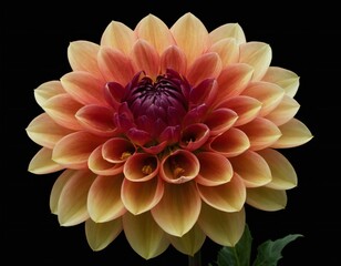 dahlia flower macro