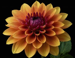 dahlia flower macro