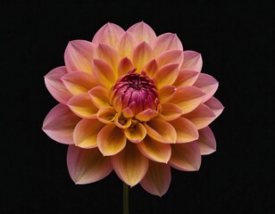 dahlia flower macro