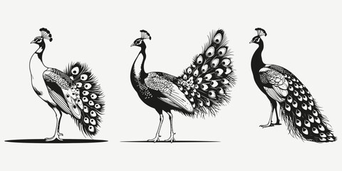 peacock sketch illustration vector