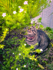 Tabby cat rubs its face against a vibrant green bush. A natural and affectionate moment in a lush outdoor setting.
