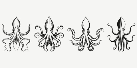 squid sketch illustration vector