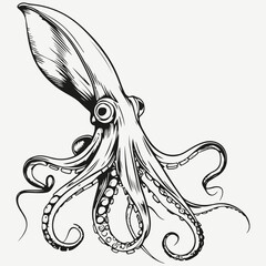 squid sketch illustration vector