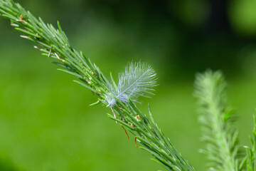 A branch of a coniferous tree with green needles and a thin white bird feather stuck among the needles in a summer forest