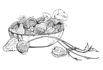 Strawberry berries full and cut in half served in glass bowl with leaves tendrils, ripe picked garden pineberry strasberry harvest. Isolated hand drawn vector ink illustration. Menu, grocery preserves