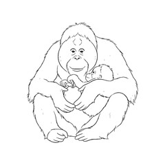 Calm Orangutan Line Art – Orangutan Vector Illustration Smooth Drawing with Balanced Symmetry – Orangutan Drawing – Line Art Drawing of Orangutan – Orangutan Icon

