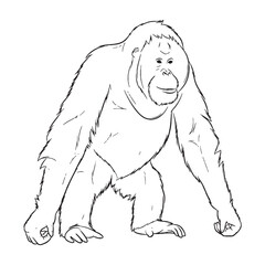 Obraz premium Strong Orangutan Line Art – Orangutan Vector Illustration Premium Drawing with Muscular Arms – Orangutan Drawing – Line Art Drawing of Orangutan – Orangutan Icon