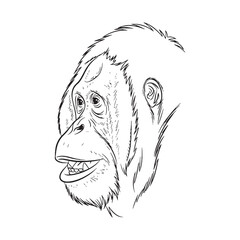 Alert Orangutan Line Art – Orangutan Vector Premium Drawing with Upright Balanced Stance – Orangutan Drawing – Black Vector of Orangutan – Orangutan Outline

