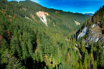 Fototapeta premium Pine Trees in the Dachstein Mountains - Austria