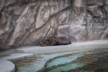 Seal Resting on Stone Platform Near Water