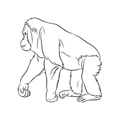 Large Orangutan Line Art – Orangutan Vector Clean Outline Drawing with Distinct Primate Form – Orangutan Drawing – Black Vector of Orangutan – Orangutan Outline

