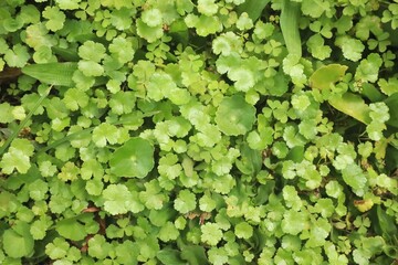 Green Grass Plants Growing Wild In The Yard