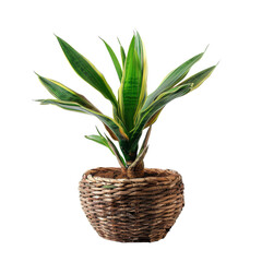 A vibrant houseplant in a woven pot