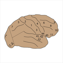 Brain Lobes and Brodmann Areas