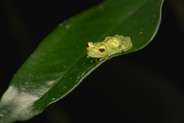 Glass Frog Resting on a Leaf
