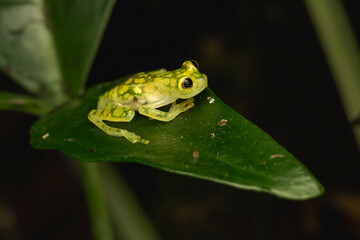 Glass Frog Resting on a Leaf