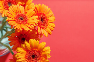 Fototapeta premium Gerbera chrysanthemums on a pink horizontal background with space for text