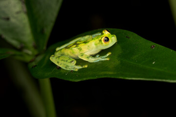 Glass Frog Resting on a Leaf – Nature’s Transparent Wonder