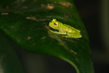 Glass Frog Resting on a Leaf