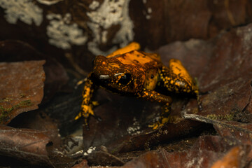 Golden Poison Frog on Leaf Litter in the Rainforest