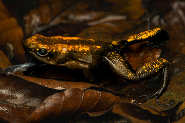 Golden poison frog leaping forward with its tongue out