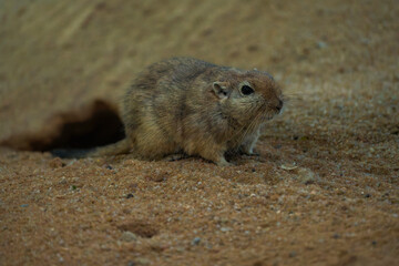 Fat Sand Rat in Front of Its Burrow – A Desert Rodent at Home