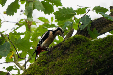 Great Spotted Woodpecker Pecking on a Pine Cone in a Tree