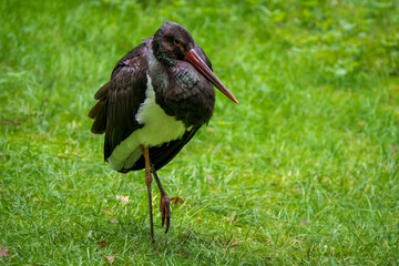 Close-Up of a Black Stork in a Meadow