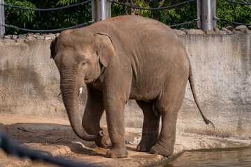 Elephant Standing Calmly by Water in Zoo Enclosure