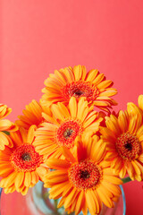 Gerbera chrysanthemums on a pink vertical background with space for text