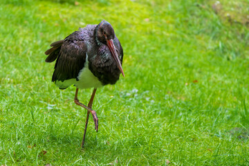 Close-Up of a Black Stork in a Meadow