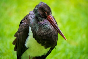 Close-Up of a Black Stork in a Meadow