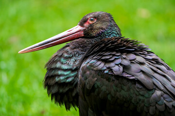 Close-Up of a Black Stork in a Meadow