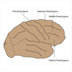Brain Anatomy Precentral, Superior, Middle, and Inferior Frontal Gyri