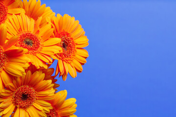 Gerbera chrysanthemums on a blue horizontal background