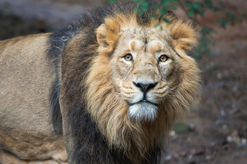 Close-Up Portrait of a Male Asiatic Lion