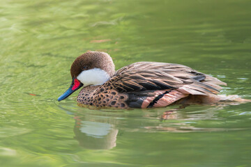 Bahama Pintail Closeup on a Calm Lake – A Tropical Waterfowl Beauty