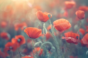 Fototapeta premium Beautiful red poppies on the field at sunset.