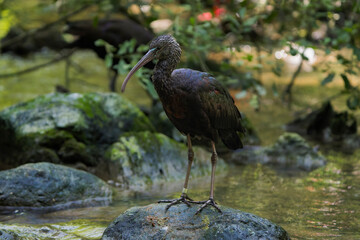 Glossy Ibis Standing on a Rock in a River