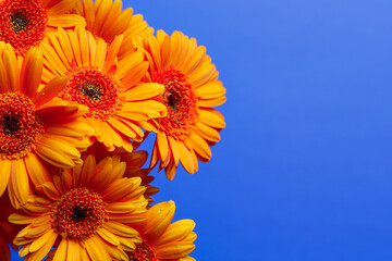Gerbera chrysanthemums on a blue horizontal background