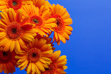 Gerbera chrysanthemums on a blue horizontal background