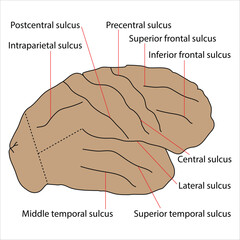 Superolateral surface of cerebrum - Sulci diagram
