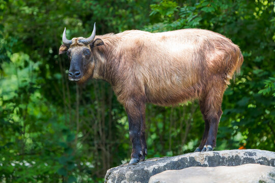 Mishmi Takin Standing on Top of a Rock