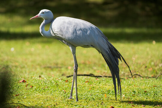 Closeup Portrait of a Blue Crane &ndash; South Africa&rsquo;s National Bird