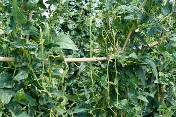 Cowpea plants in growth at vegetable garden