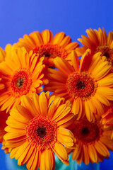 Gerbera chrysanthemums on a blue vertical background with space for text