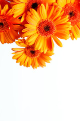 Naklejka premium Gerberas on a white background with space for text